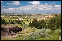 Bison and badlands landscape in summer. Theodore Roosevelt National Park, North Dakota, USA. (color)