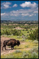 Buffalo and badlands landscape in summer. Theodore Roosevelt National Park, North Dakota, USA. (color)