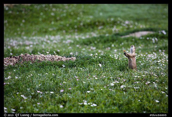 Prairie dog in meadow carpeted with flowers. Theodore Roosevelt National Park, North Dakota, USA.