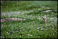 Prairie dog in meadow carpeted with flowers. Theodore Roosevelt National Park, North Dakota, USA. (color)