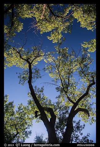 Looking up cottonwood trees. Theodore Roosevelt National Park (color)
