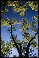 Looking up cottonwood trees. Theodore Roosevelt National Park ( color)