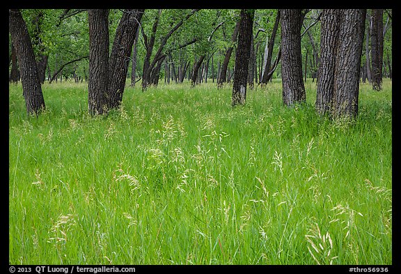 Grasses in summer and cottonwoods. Theodore Roosevelt National Park, North Dakota, USA.