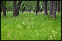 Grasses in summer and cottonwoods. Theodore Roosevelt National Park ( color)