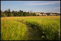 Overgrown trail in late afternoon, Elkhorn Ranch Unit. Theodore Roosevelt National Park ( color)