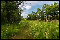 Trail, tall grasses, and cottonwoods, Elkhorn Ranch Unit. Theodore Roosevelt National Park ( color)