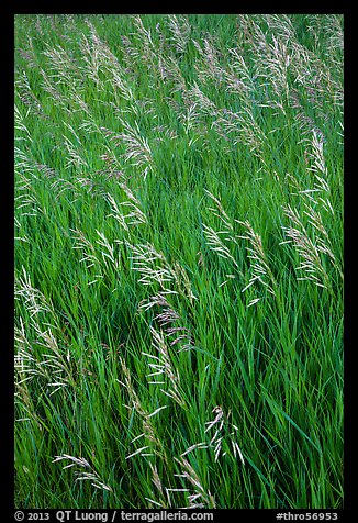 Tall grasses in summer, Elkhorn Ranch Unit. Theodore Roosevelt National Park, North Dakota, USA.