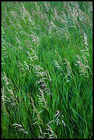 Tall grasses in summer, Elkhorn Ranch Unit. Theodore Roosevelt National Park, North Dakota, USA. (color)
