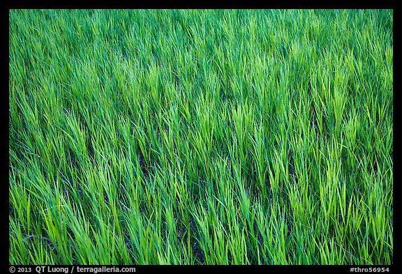 Grasses in summer, Elkhorn Ranch Unit. Theodore Roosevelt National Park (color)