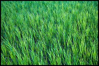 Grasses in summer, Elkhorn Ranch Unit. Theodore Roosevelt National Park ( color)