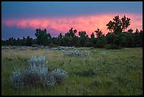 Meadow and cottonwoods at sunset, Elkhorn Ranch Unit. Theodore Roosevelt National Park ( color)