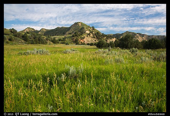 Meadow and badlands, early morning, Elkhorn Ranch Unit. Theodore Roosevelt National Park (color)