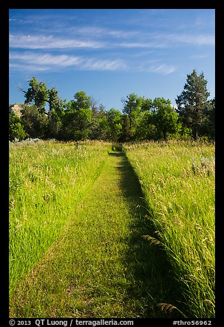 Grassy trail, early morning, Elkhorn Ranch Unit. Theodore Roosevelt National Park (color)