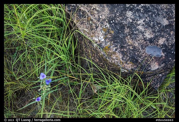Close-up of flowers, grasses, and foundation stone of Elkhorn Ranch. Theodore Roosevelt National Park, North Dakota, USA.