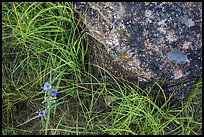 Close-up of flowers, grasses, and foundation stone of Elkhorn Ranch. Theodore Roosevelt National Park, North Dakota, USA. (color)