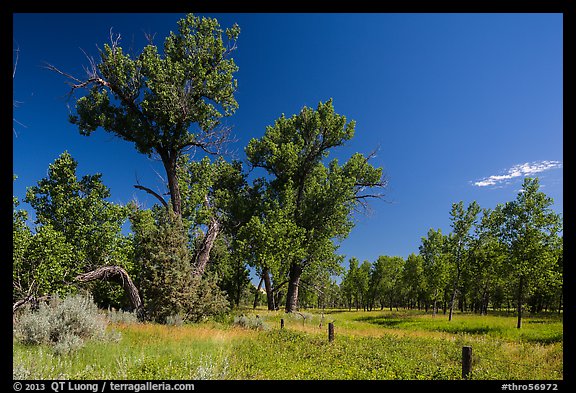 Old cottonwoods, and Elkhorn Ranch site fence. Theodore Roosevelt National Park (color)