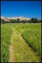 Grassy faint trail and badlands, Elkhorn Ranch Unit. Theodore Roosevelt National Park ( color)
