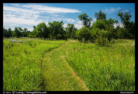 Trail overgrown with grasses, Elkhorn Ranch Unit. Theodore Roosevelt National Park, North Dakota, USA.