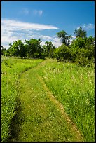 Soft grass-covered trail, Elkhorn Ranch Unit. Theodore Roosevelt National Park ( color)