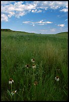 Tall grass prairie and wildflowers, South Unit, late afternoon. Theodore Roosevelt National Park ( color)