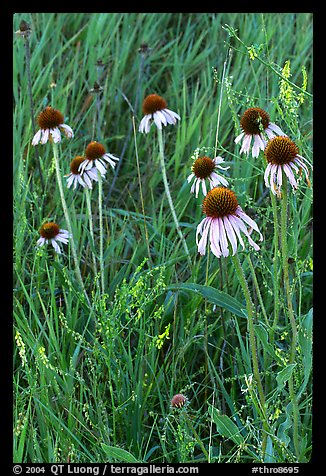 Prairie flowers and grasses. Theodore Roosevelt National Park, North Dakota, USA.