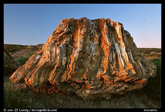 Petrified stump of ancient sequoia tree, late afternoon. Theodore Roosevelt National Park (color)