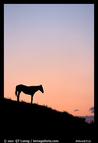 Wild horse silhouetted at sunset, South Unit. Theodore Roosevelt National Park (color)