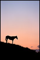 Wild horse silhouetted at sunset, South Unit. Theodore Roosevelt National Park, North Dakota, USA. (color)