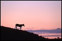 Wild horse silhouetted at sunset, South Unit. Theodore Roosevelt National Park, North Dakota, USA.