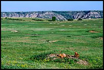 Prairie Dog town, South Unit. Theodore Roosevelt National Park, North Dakota, USA.