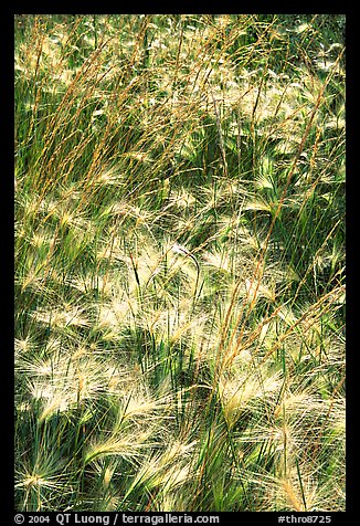 Barley grasses. Theodore Roosevelt National Park, North Dakota, USA.