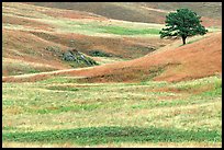 Grassy hills and tree. Wind Cave National Park ( color)