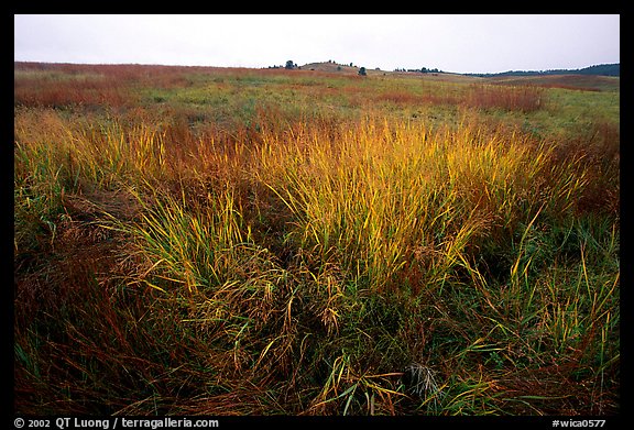 Tall grass prairie in fall. Wind Cave National Park, South Dakota, USA.