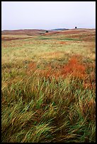 Tall grass prairie. Wind Cave National Park ( color)