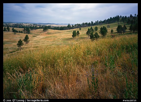Grasses and rolling hills with pine trees. Wind Cave National Park, South Dakota, USA.