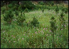Purple Horsemint flowers and young ponderosa pines. Wind Cave  National Park ( color)