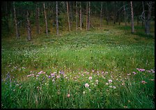 Flowers on meadow and hill covered with pine forest. Wind Cave  National Park ( color)
