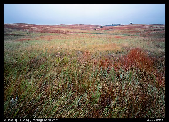 Prairie of tall grasses with subtle autumn color. Wind Cave National Park, South Dakota, USA.