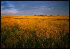Tall prairie grass and dark sky at Bison Flats, early morning. Wind Cave National Park ( color)