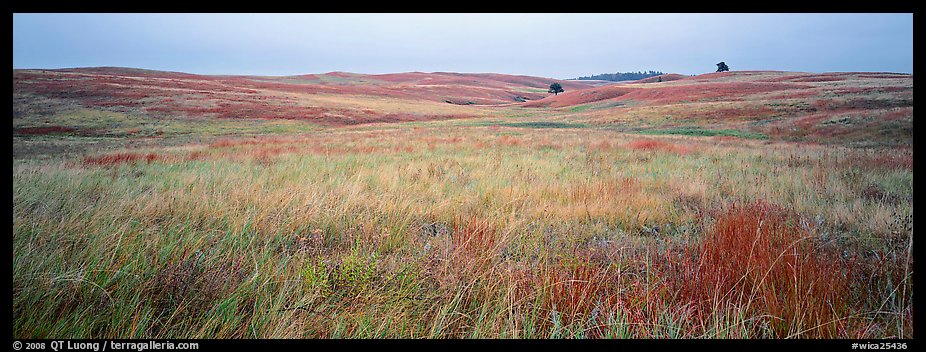 Prairie grasses on cloudy autumn morning. Wind Cave National Park, South Dakota, USA.