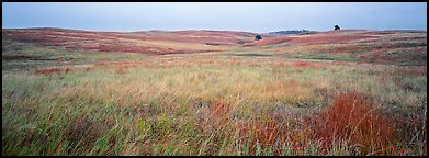 Prairie grasses on cloudy autumn morning. Wind Cave National Park (Panoramic color)
