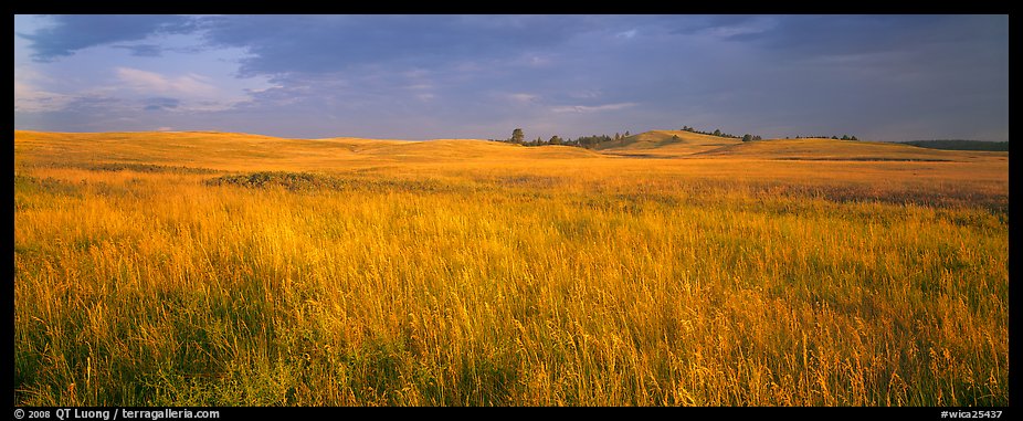 Prairie grasses at sunrise. Wind Cave  National Park (color)