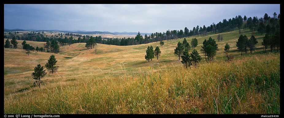 Prairie, hills, and Ponderosa pine trees. Wind Cave  National Park (color)