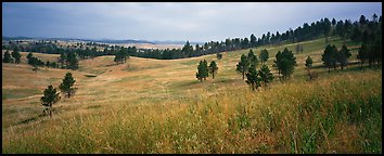 Prairie, hills, and Ponderosa pine trees. Wind Cave National Park (Panoramic color)