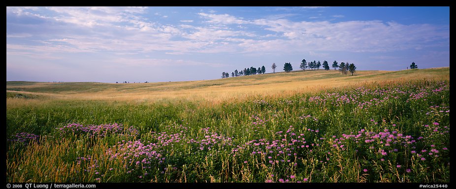 Prairie landscape with wildflowers and trees. Wind Cave National Park, South Dakota, USA.
