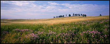 Prairie landscape with wildflowers and trees. Wind Cave National Park, South Dakota, USA.
