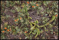 Ground close-up with cactus and prairie flowers. Wind Cave National Park ( color)