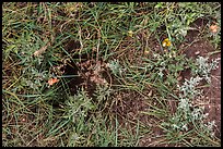Ground close-up with grasses, flowers, and prairie dog burrow entrance. Wind Cave National Park, South Dakota, USA. (color)