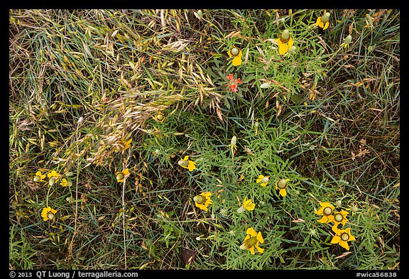 Ground close-up of prairie with flowers and grasses. Wind Cave National Park, South Dakota, USA.
