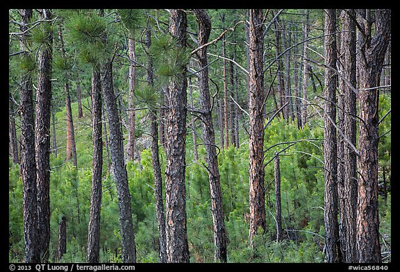 Pine forest. Wind Cave National Park (color)